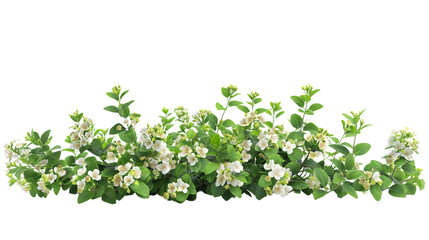Obraz premium Bush of Snowberry ,Flower bush shrub tree plant isolated tropical jungle plant on white background