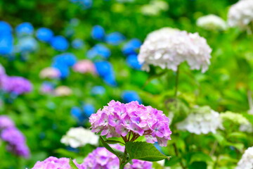 護摩堂山アジサイ園（新潟県）
