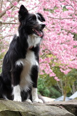 australian shepherd dog