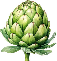 A close-up of a fresh artichoke with green, leafy scales. The artichoke is isolated on a black background.