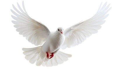 Fototapeta premium Beautiful white dove isolated.