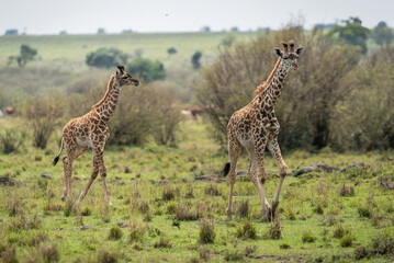 Here is one example of many animals I photographed in Kenya. This photo was specifically taken in the Masai Mara.