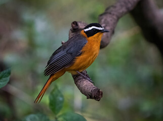 Here is one example of many animals I photographed in Kenya. This photo was specifically taken in...