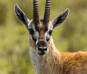Here is one example of many animals I photographed in Kenya. This photo was specifically taken in the Masai Mara.