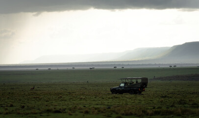 Fototapeta premium Here is one example of many animals I photographed in Kenya. This photo was specifically taken in the Masai Mara.