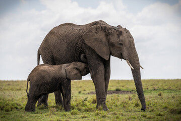Obraz premium Here is one example of many animals I photographed in Kenya. This photo was specifically taken in the Masai Mara.