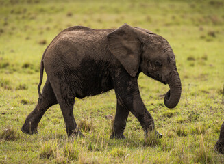 Here is one example of many animals I photographed in Kenya. This photo was specifically taken in the Masai Mara.