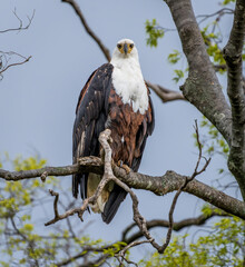 Here is one example of many animals I photographed in Kenya. This photo was specifically taken in the Masai Mara.