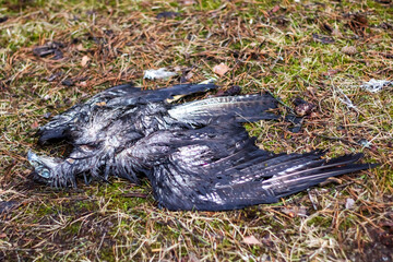 Dead Black Bird on Yellow Grass closeup
