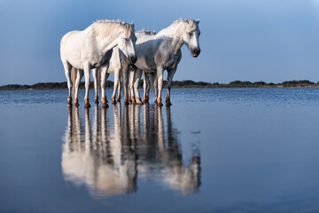 Obraz premium Cheval de Camargue et la mer