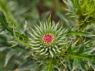 Thistle is a wild plant. It has thick spines. Purple thistle flower in a city garden. Thistle and some green background. Close-up