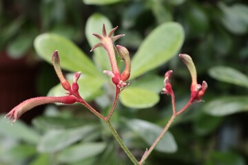 strange,small flowers of Anigozanthos flavidius tropical plant 