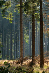 Naklejka premium Tall slender trunks of spruce on a clearing area in the forest in early morning light