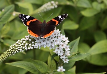 butterfly Vanessa atalanta and white flowers of Lysimachia clethroides.