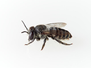 Leaf Cutter Bees on a white background. Genus Megachile