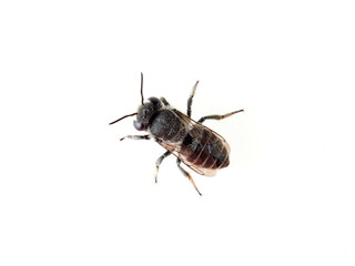 Leaf Cutter Bees on a white background. Genus Megachile