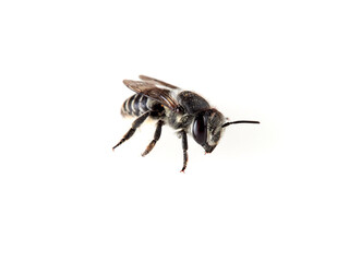 Leaf Cutter Bees on a white background. Genus Megachile