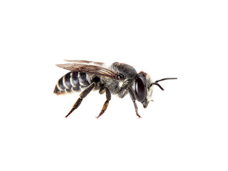 Leaf Cutter Bees on a white background. Genus Megachile