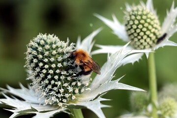 Eryngium gigantheum flowers and bombus terrestris insect © Maria Brzostowska