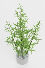 Realistic 3D Render of Bamboo Plant