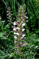 colorful flowers of Acanthus spinosus plant in a garden