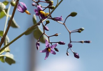 small lila flowers of wild plant Solanum dulcamara close up