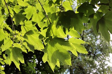 green leaves of Sycamore maple tree