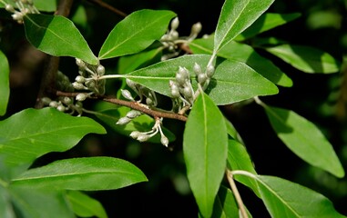 olive tree Elaeghus umbrellata and growing olives close up