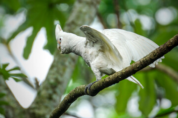 Sulphur-crested cockatoo (Cacatua galerita) in a tree © Riadi
