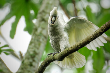 Sulphur-crested cockatoo (Cacatua galerita) in a tree