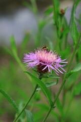 夏のアザミの花