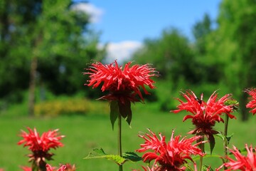 赤い花のクローズアップ