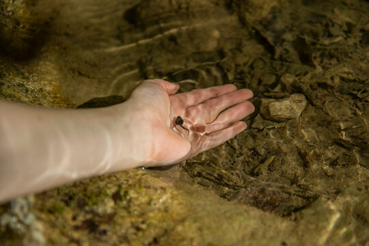 A little girl with her hand in the water, catches a small toad tadpole in a mountain stream. The head and tail are visible; her legs are not yet formed.