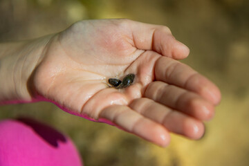 Obraz premium A little girl holds in her hands two small toad tadpoles caught in a mountain stream. you can see the head, eyes and tail; her legs are not yet formed.