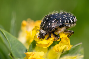 White spotted rose beetle - Oxythyrea funesta, beautiful black and white scarab beetle from European meadows and gardens, Zlin, Czech Republic.