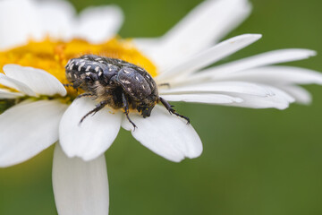 White spotted rose beetle - Oxythyrea funesta, beautiful black and white scarab beetle from European meadows and gardens, Zlin, Czech Republic.