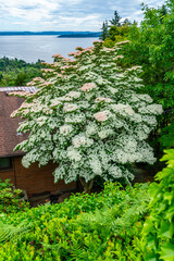 Flowering tree in Burien, Washington.
