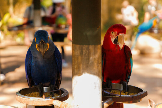 Cotorras roja y azul observando