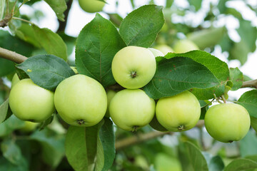 ripening green apples hanging on tree in a garden