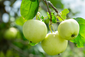 Ripening green apples hanging on tree in a garden