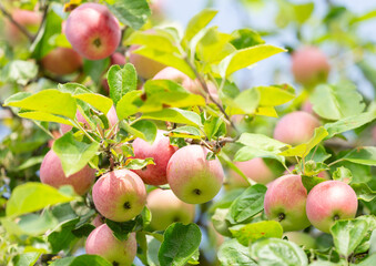 Ripening  apples hanging on tree in a garden