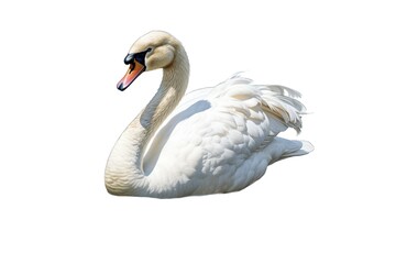 Obraz premium Swan (JPG 300Dpi 10800x7200)