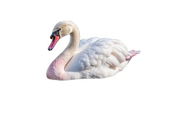 Fototapeta premium Swan (JPG 300Dpi 10800x7200)