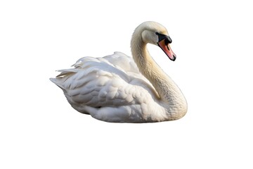 Fototapeta premium Swan (JPG 300Dpi 10800x7200)