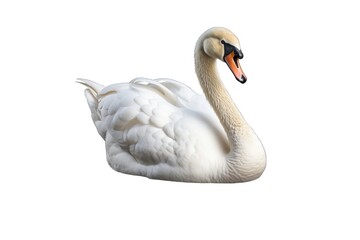 Fototapeta premium Swan (JPG 300Dpi 10800x7200)