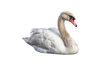 Swan (JPG 300Dpi 10800x7200)