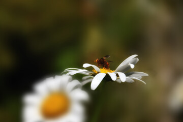 Obraz premium Daisies in the meadow at dusk