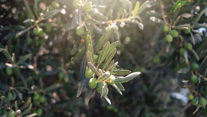 Green olives growing in olive tree, in mediterranean plantation,