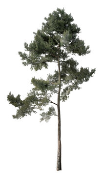 Un albero di pino verde su sfondo trasparente, simbolo di forza e resistenza naturale.