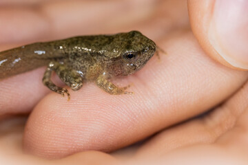 Obraz premium A small toad tadpole, on a child's hand, has almost completed its metamorphosis: you can see the head, eyes, tail and four legs. The skin is moist and clammy. Macro photography